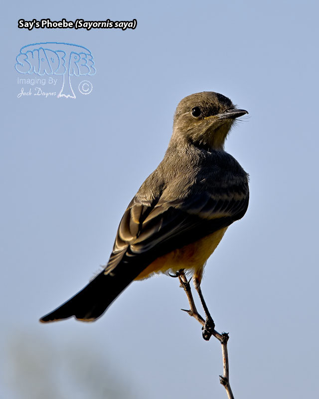 Say's Phoebe - Sayornis saya