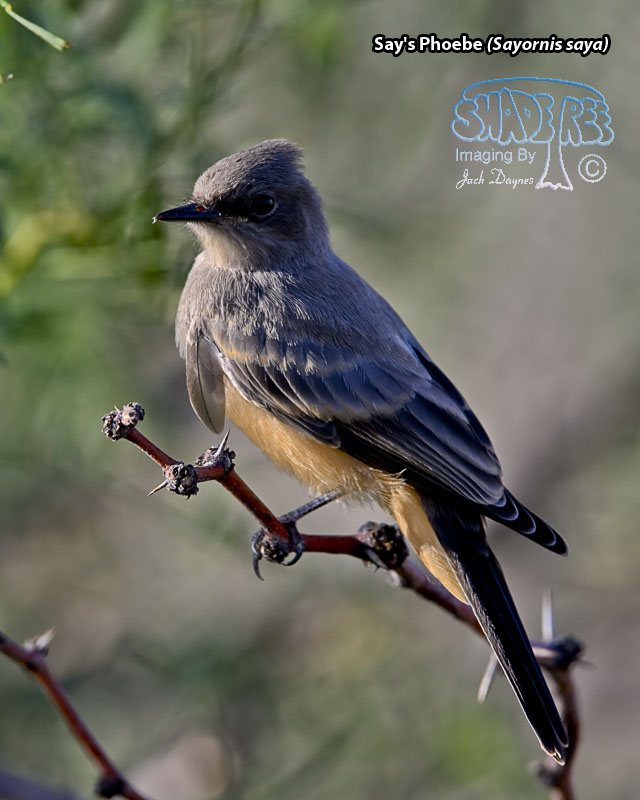 Say's Phoebe - Sayornis saya