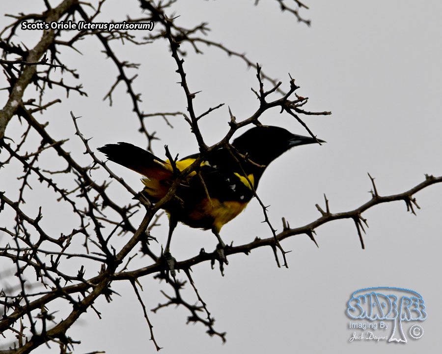 Scott's Oriole - Icterus parisorum