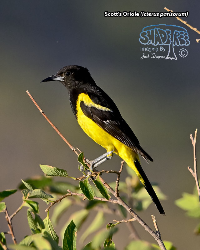 Scott's Oriole - Icterus parisorum