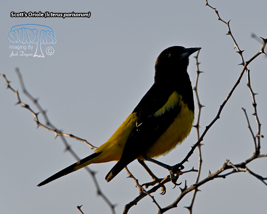 Scott's Oriole - Icterus parisorum