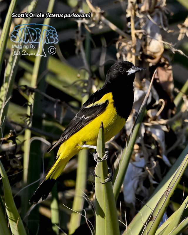 Scott's Oriole - Icterus parisorum