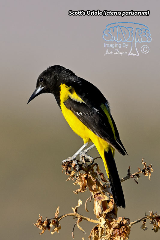Scott's Oriole - Icterus parisorum