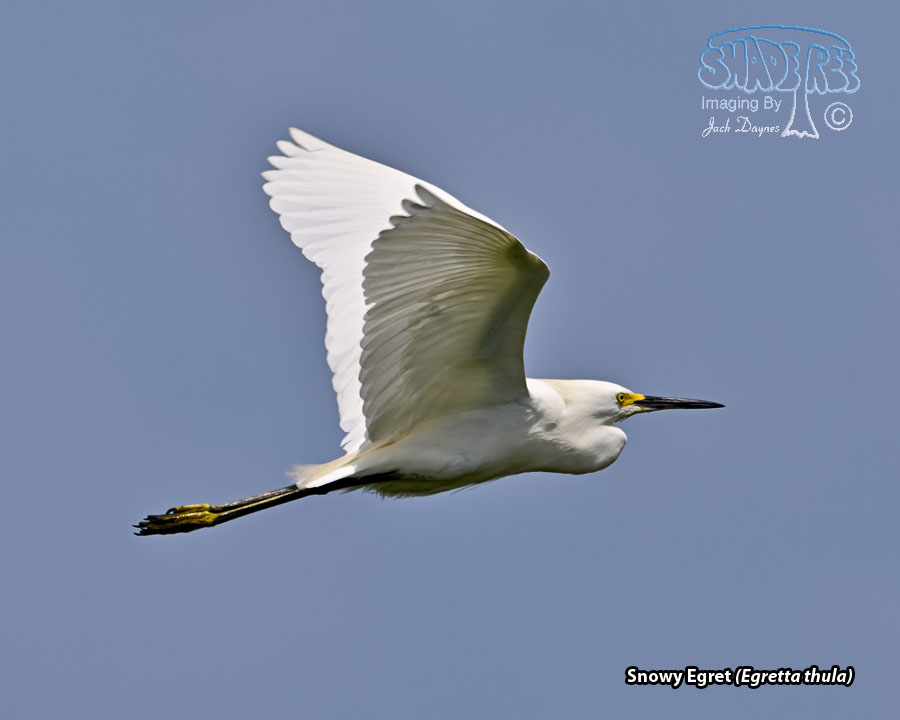 Snowy Egret - Egretta thula