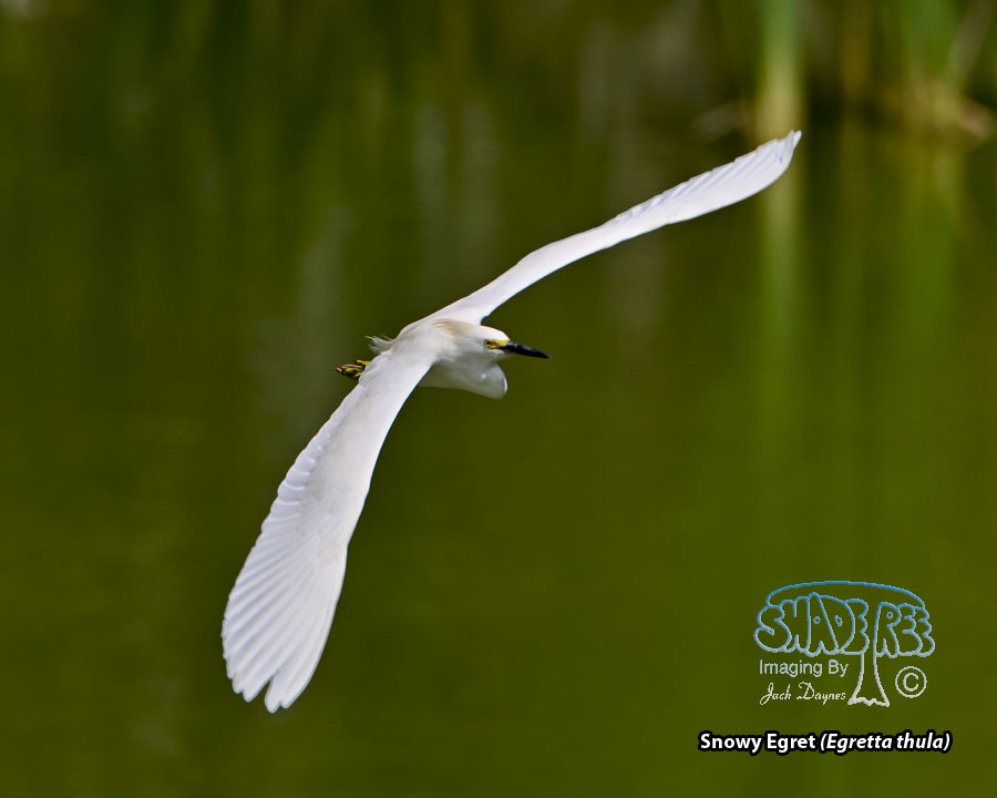 Snowy Egret - Egretta thula