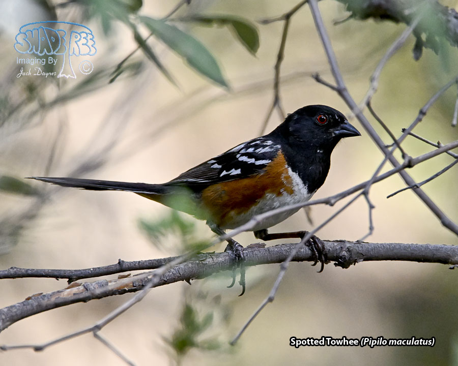 Spotted Towhee - Pipilo maculatus