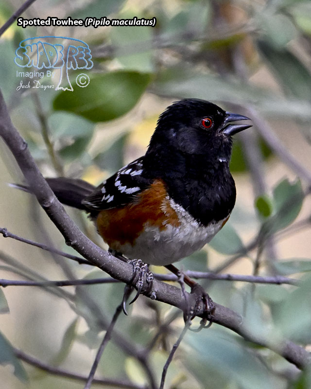 Spotted Towhee - Pipilo maculatus