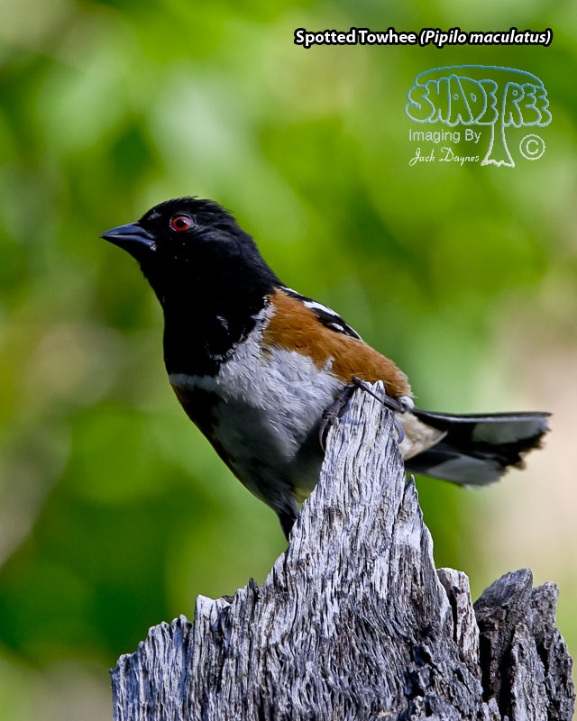 Spotted Towhee - Pipilo maculatus