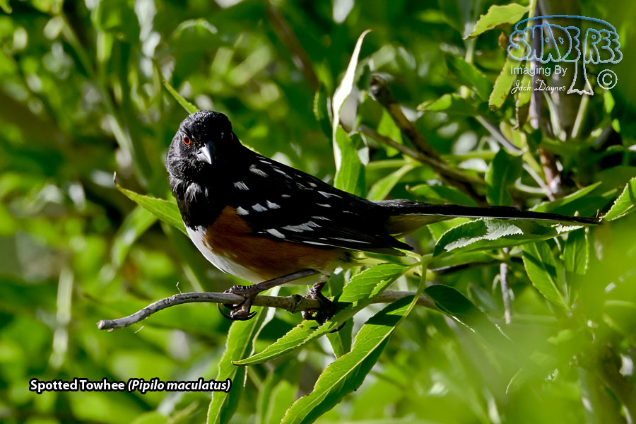 Spotted Towhee - Pipilo maculatus