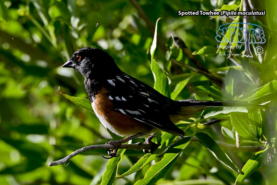 Spotted Towhee - Pipilo maculatus
