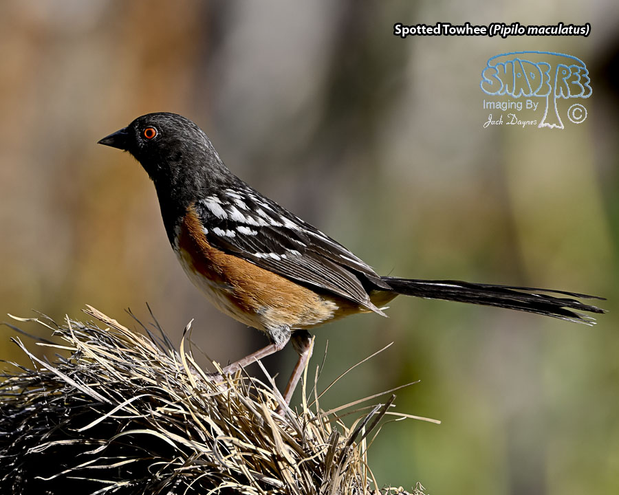 Spotted Towhee - Pipilo maculatus