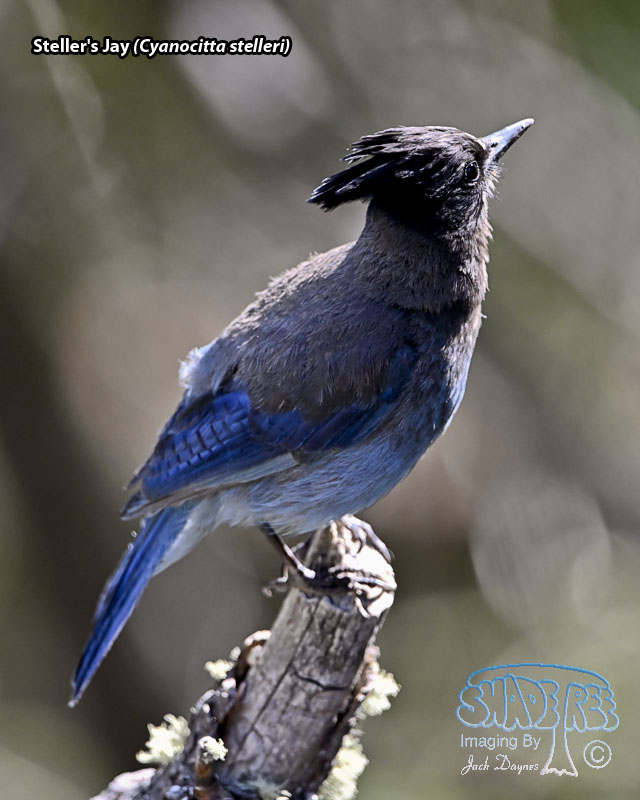 Steller's Jay - Cyanocitta stelleri