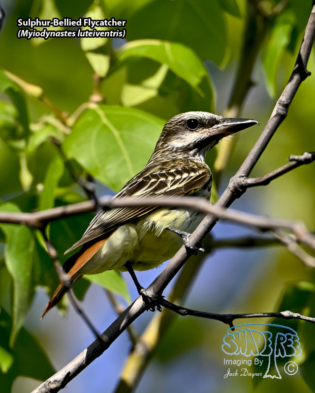 Sulphur-Bellied Flycatcher - Myiodynastes luteiventris