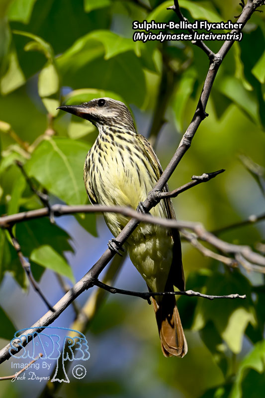 Sulphur-Bellied Flycatcher - Myiodynastes luteiventris