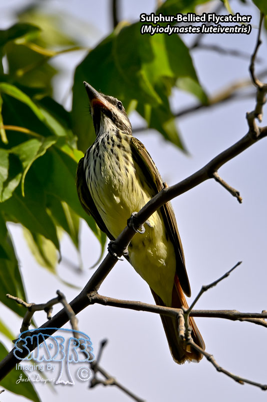 Sulphur-Bellied Flycatcher - Myiodynastes luteiventris