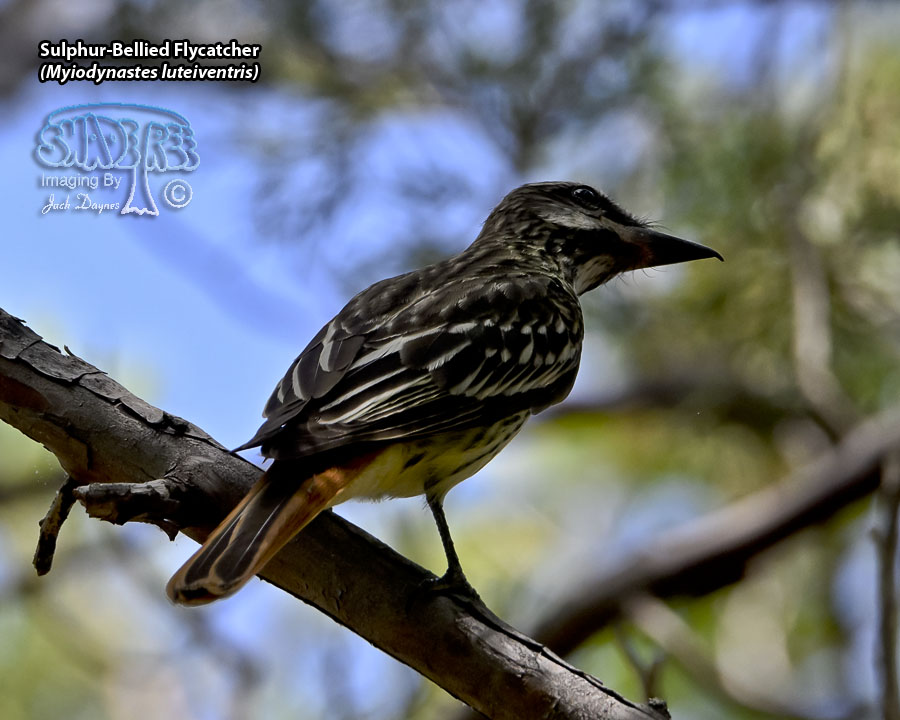 Sulphur-Bellied Flycatcher - Myiodynastes luteiventris