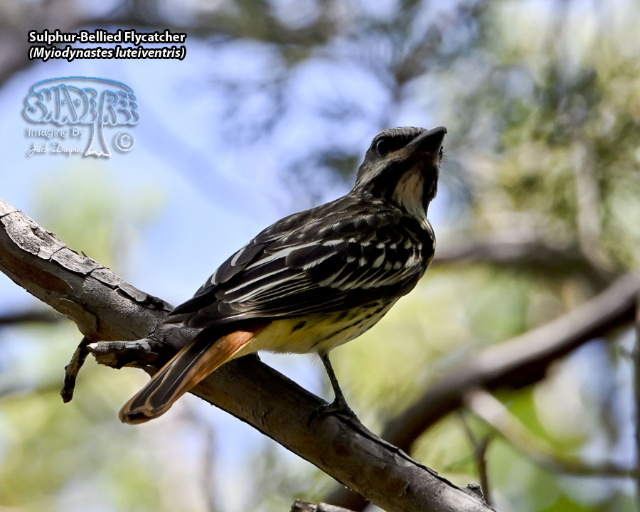Sulphur-Bellied Flycatcher - Myiodynastes luteiventris