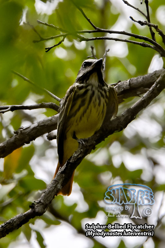 Sulphur-Bellied Flycatcher - Myiodynastes luteiventris