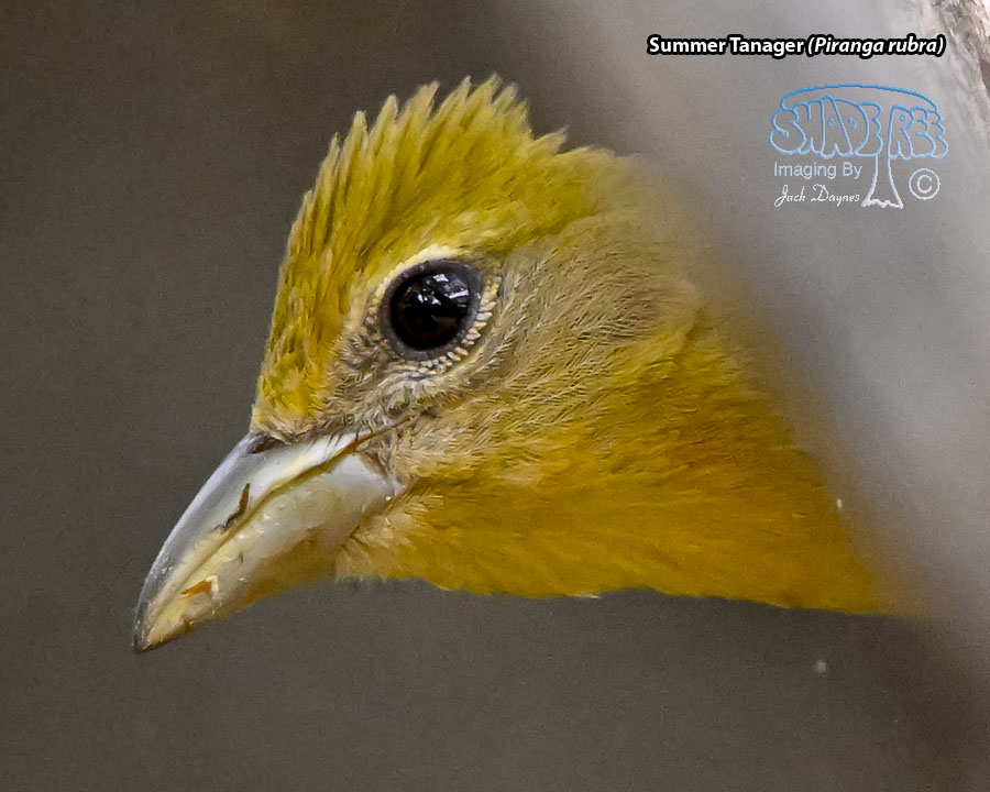 Summer Tanager - Piranga rubra