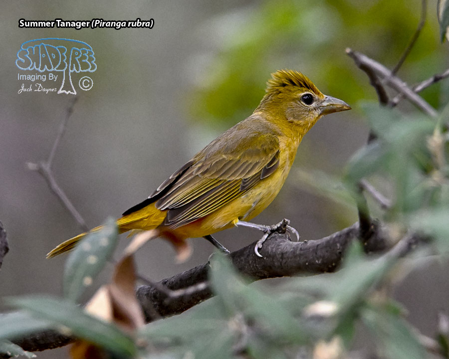 Summer Tanager - Piranga rubra