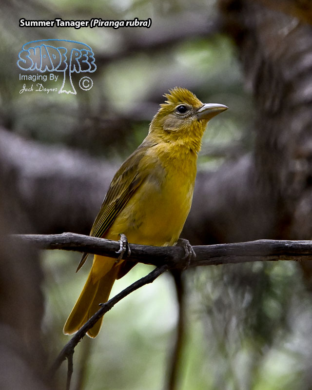 Summer Tanager - Piranga rubra