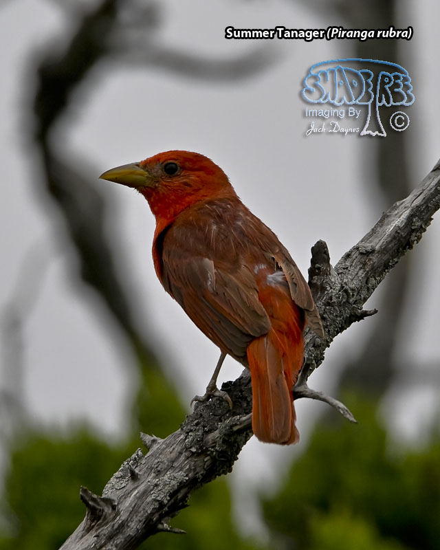 Summer Tanager - Piranga rubra