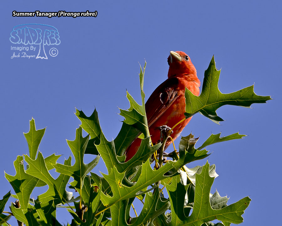 Summer Tanager - Piranga rubra