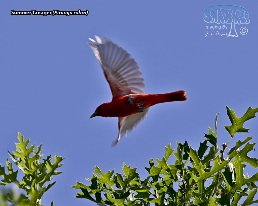 Summer Tanager - Piranga rubra