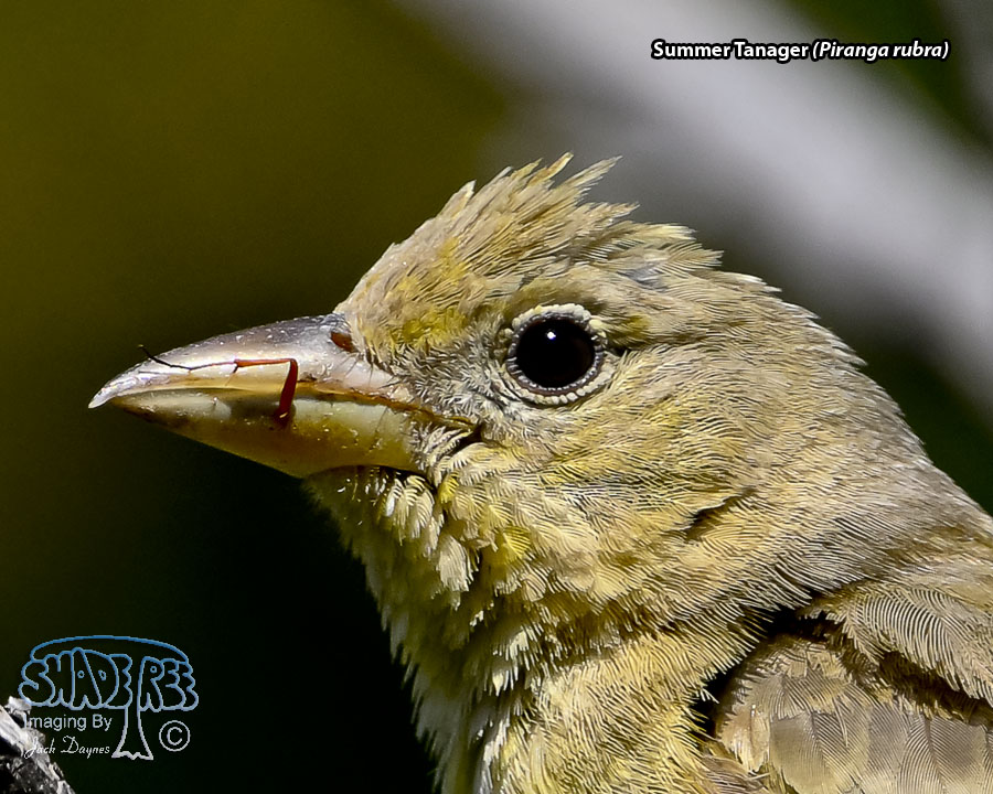Summer Tanager - Piranga rubra