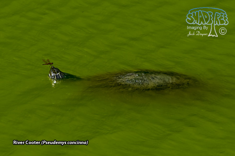 River Cooter - Pseudemys concinna