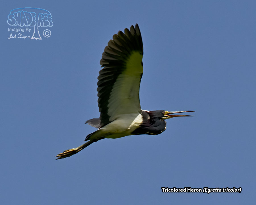 Tricolored Heron - Egretta tricolor