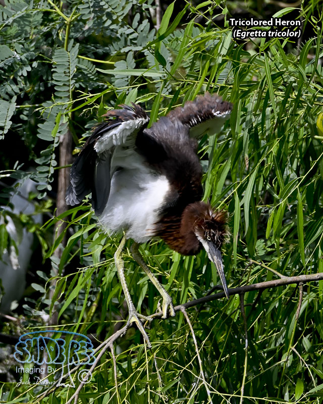 Tricolored Heron - Egretta tricolor