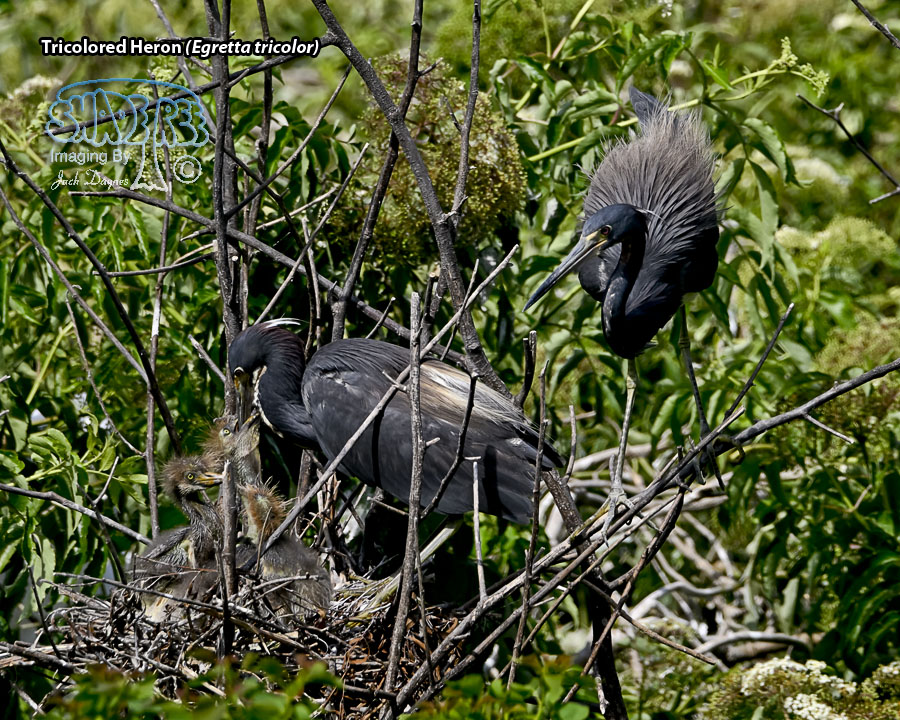 Tricolored Heron - Egretta tricolor
