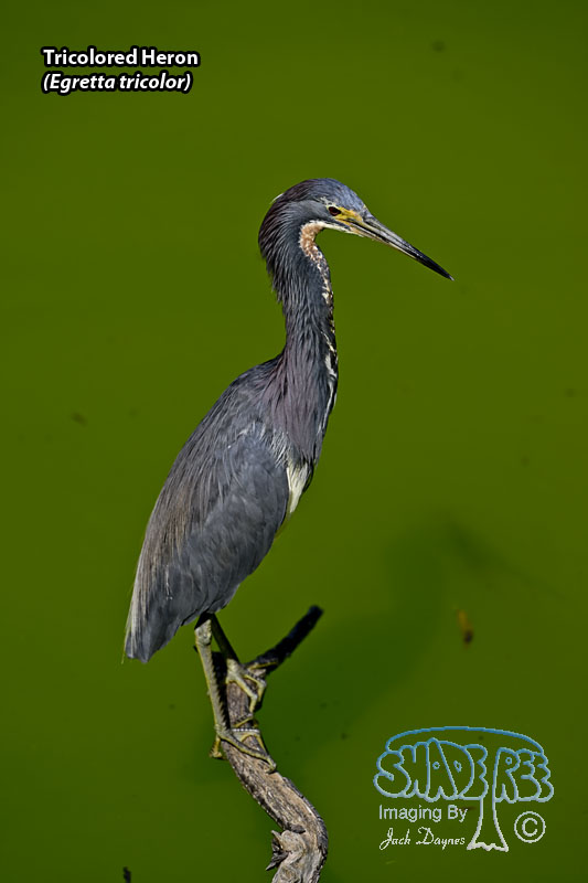 Tricolored Heron - Egretta tricolor