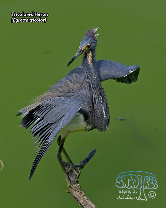 Tricolored Heron - Egretta tricolor