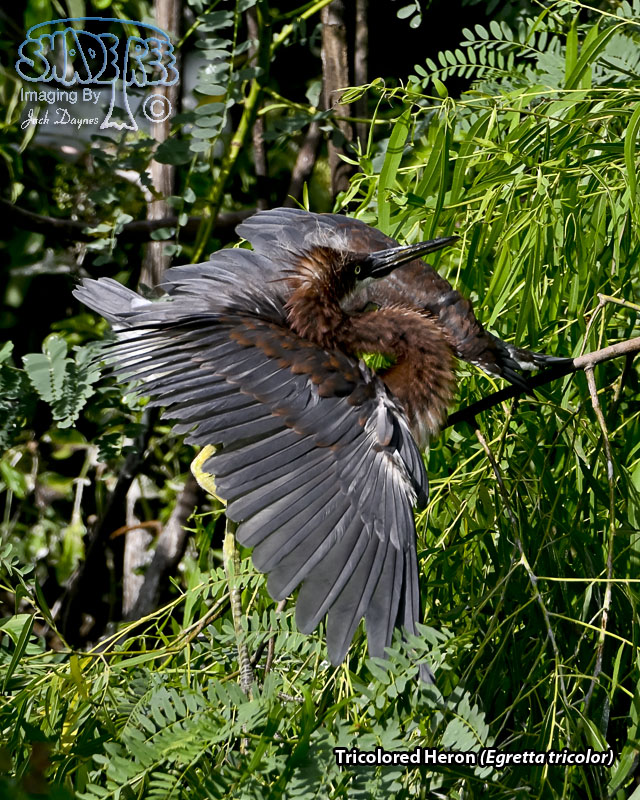 Tricolored Heron - Egretta tricolor
