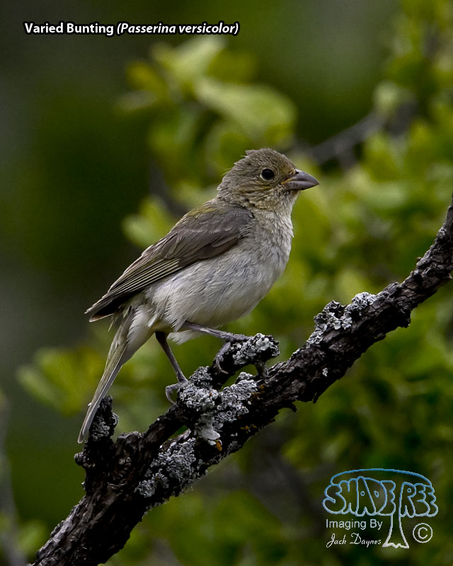 Varied Bunting - Passerina versicolor