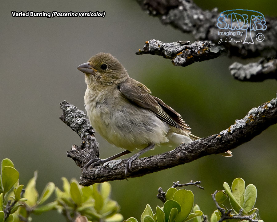 Varied Bunting - Passerina versicolor