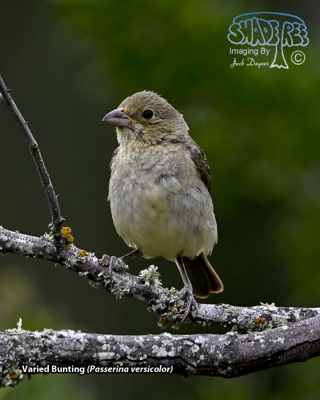 Varied Bunting - Passerina versicolor