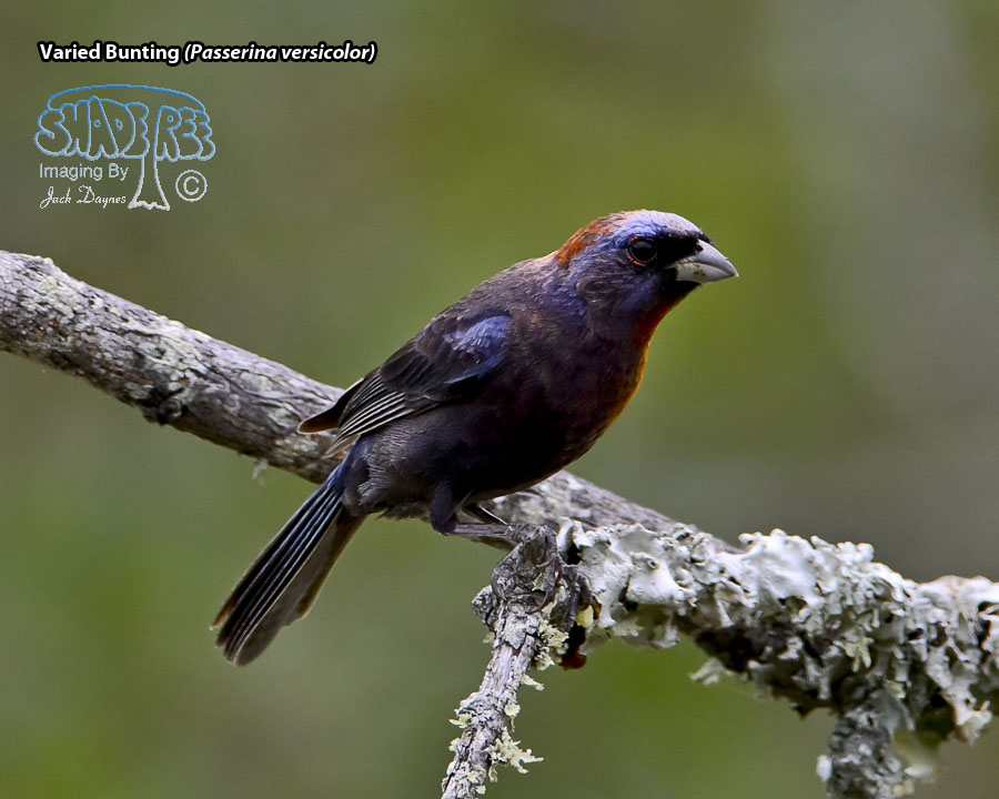 Varied Bunting - Passerina versicolor