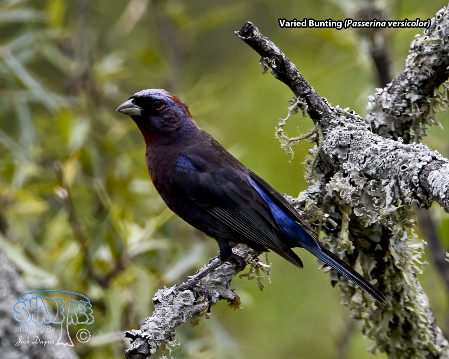 Varied Bunting - Passerina versicolor