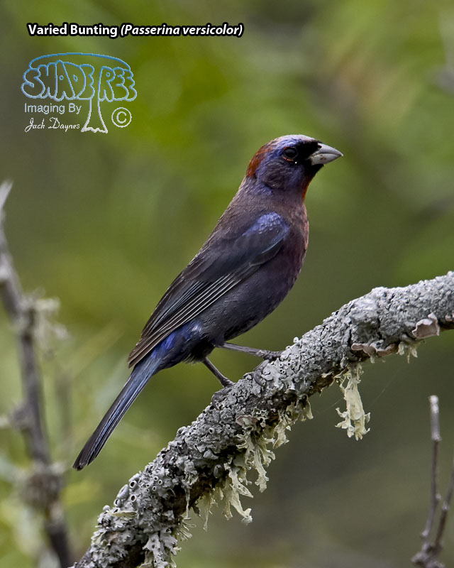Varied Bunting - Passerina versicolor