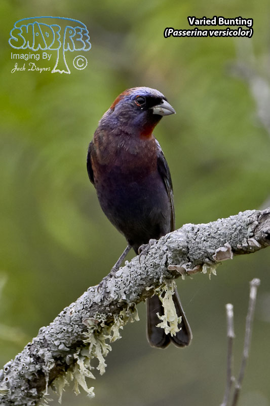 Varied Bunting - Passerina versicolor
