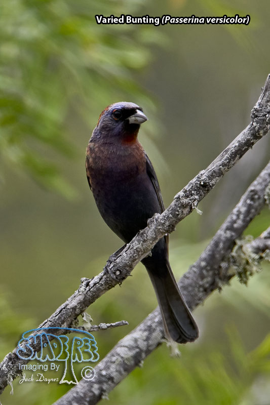 Varied Bunting - Passerina versicolor