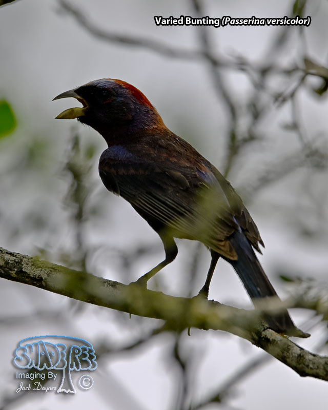 Varied Bunting - Passerina versicolor