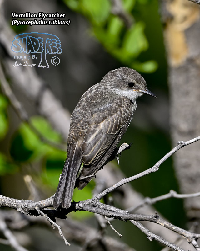 Vermilion Flycatcher - Pyrocephalus rubinus
