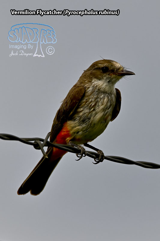 Vermilion Flycatcher - Pyrocephalus rubinus