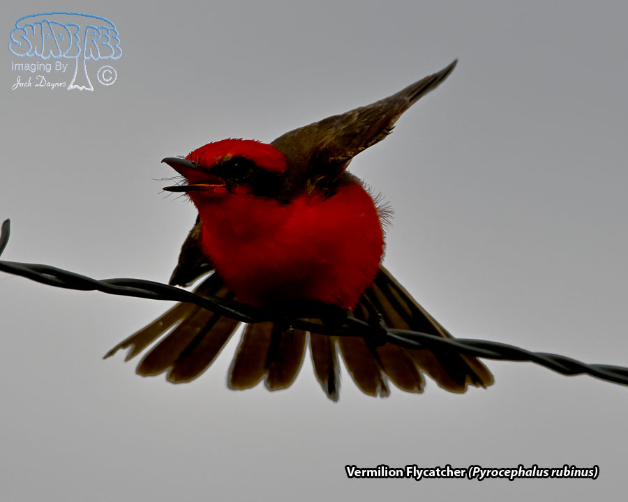 Vermilion Flycatcher - Pyrocephalus rubinus