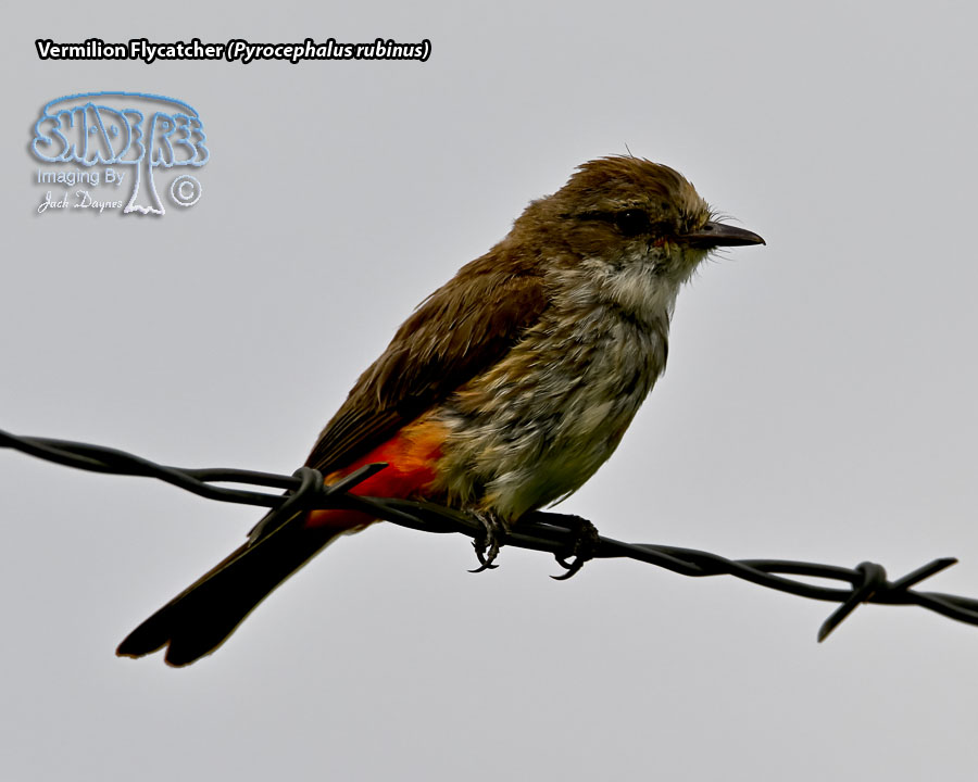 Vermilion Flycatcher - Pyrocephalus rubinus