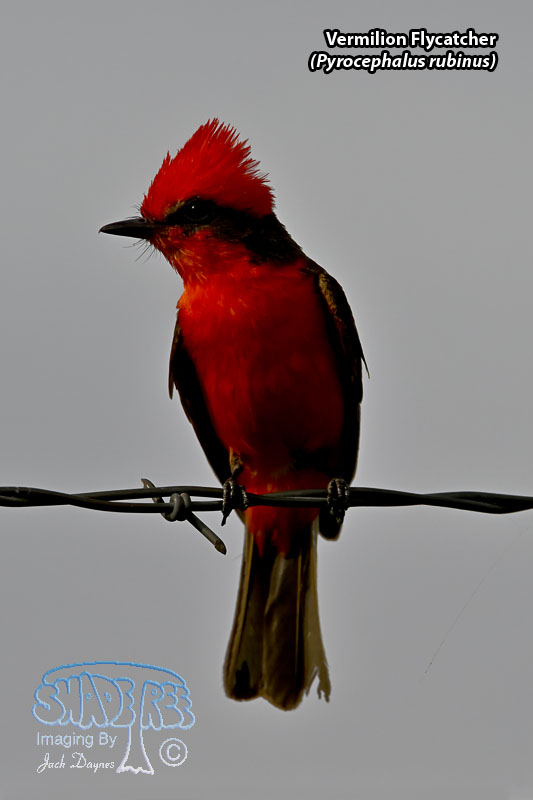 Vermilion Flycatcher - Pyrocephalus rubinus
